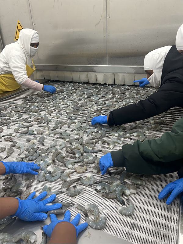 Проект морозильной установки IQF для Pacific Seafood, Гватемала